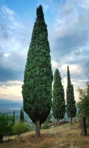 Image of a pine tree