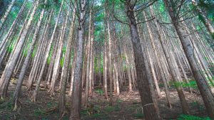 Image of Cedar Trees In Paint or Stain Cedar